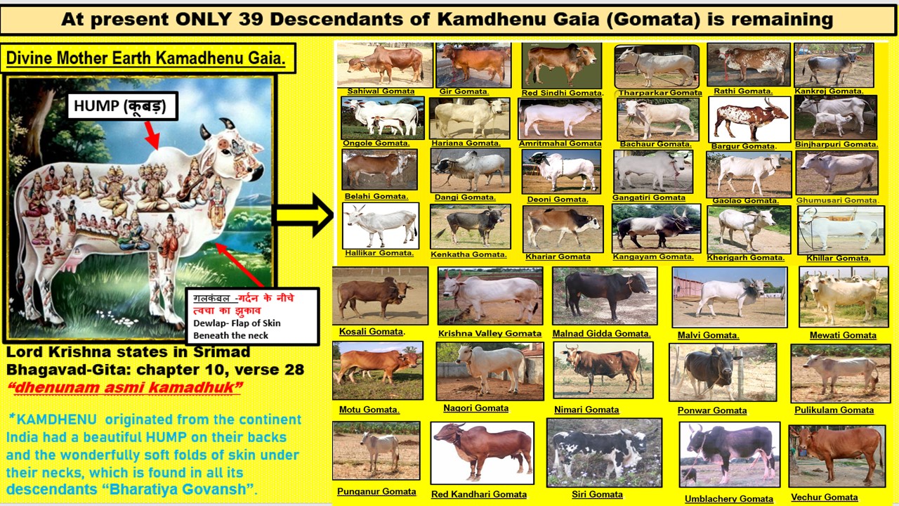 Kamadhenu